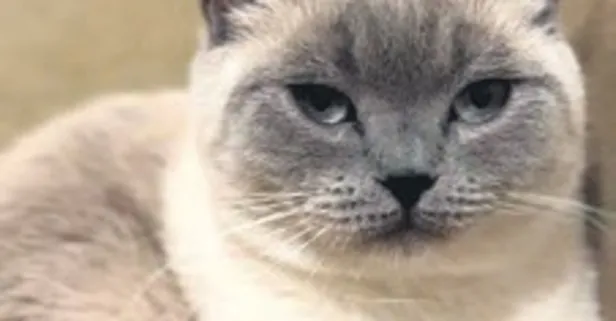 Trabzon’da 5 gündür kayıp kedisini kapı kapı arıyor: Onu çok özledim