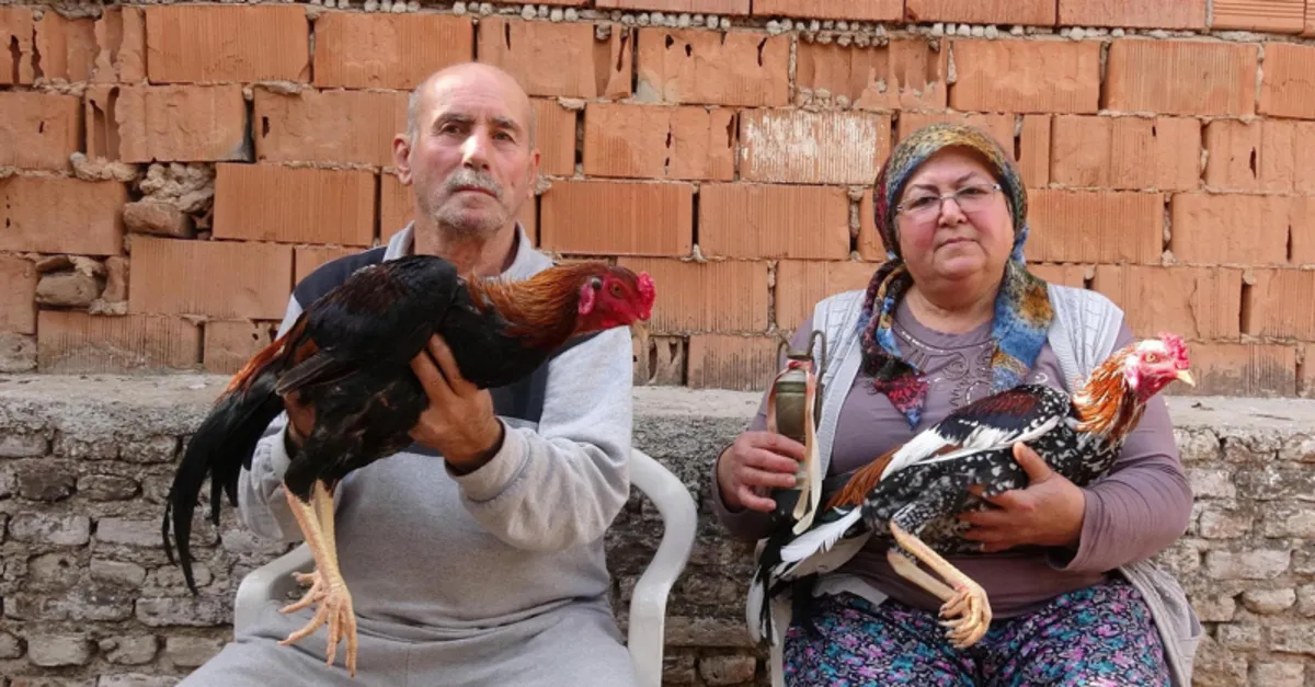 Hint horozu geçim kaynakları oldu! Hobi olarak başladı şimdi tanesini 50 bin liraya satıyor