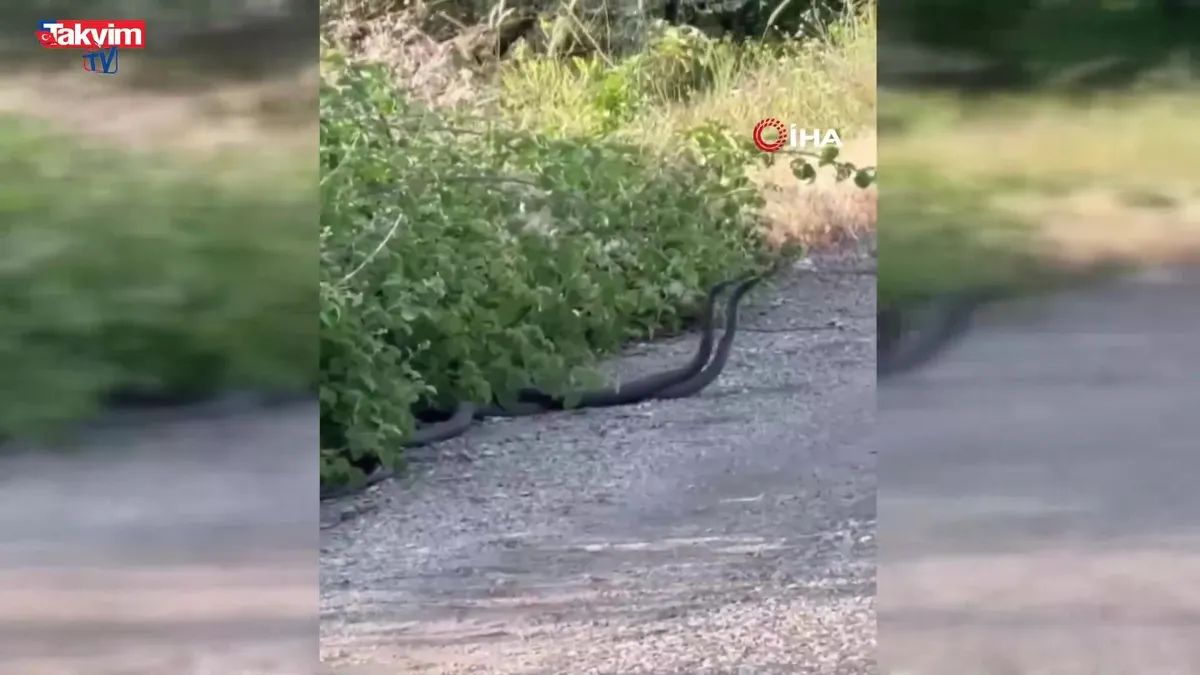 Malatya’da, yılanların çiftleşme dansı kamerada
