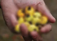 Vücudunuzu adeta yeniden başlatacak! Portakaldan 10 kat fazla C vitamini sağlıyor!