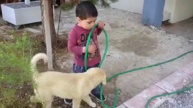 Sivas'ta köpeği ısıran küçük çocuk ilgi odağı oldu! Görenler gülme krizine girdi-5