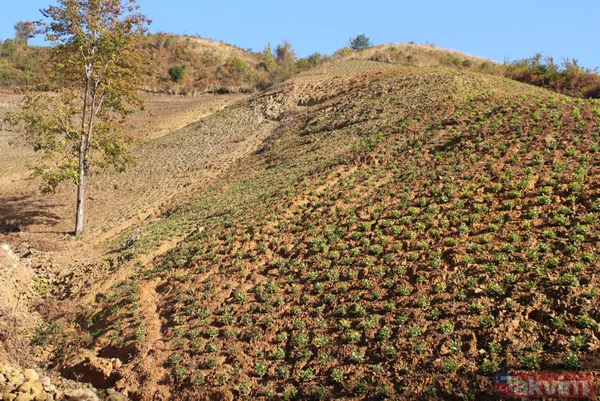 Doğu Karadeniz'i bekleyen büyük facia! Kaçak çaylıklar için ormanlar kesiliyor - 11
