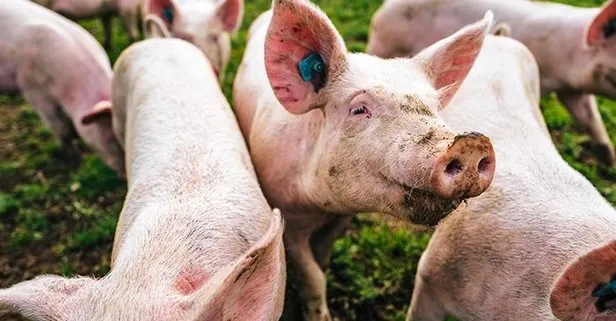 Çin’de bir çiftlikte Afrika domuz vebası ortaya çıktı