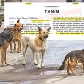 Başıboş sokak köpeği sorununa tarihsel bakış! Atatürk dönemindeki Resmi Gazete’de ’umumi mücade’ vurgusu
