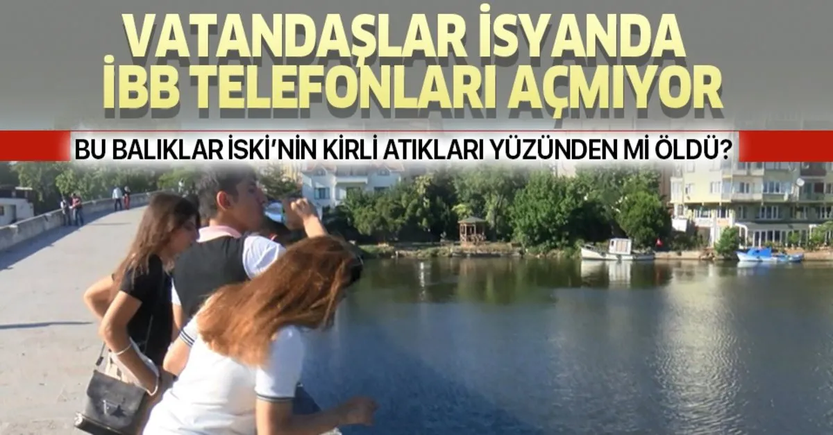 kucukcekmece golu nde olu baliklar