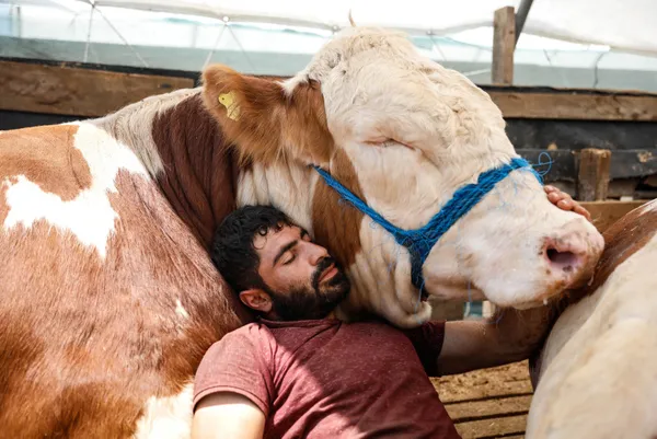 kurban-bayrami-icin-eruzurumdan-istanbula-getirdigi-bogasiyla-uyuyor-1626336454007.jpg Kurban Bayramı için Erzurum'dan İstanbul'a getirdiği boğasıyla uyuyor-10