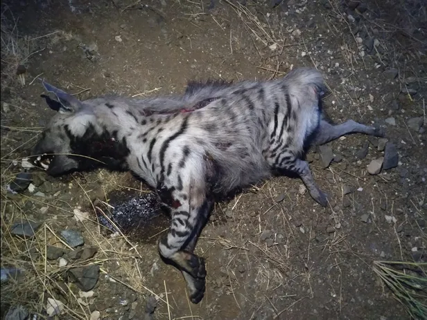 Kırmızı listede yer alıyordu! Aracın çarptığı nesli tükenmekte olan çizgili sırtlan öldü-3
