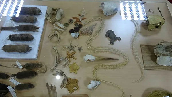 profesor-yilan-sevgisi-yuzunden-muze-kurdu-tam-150-surungen-1594026924126.jpg Profesör sürüngen tutkusu yüzünden müze kurdu! Tam 150...-2