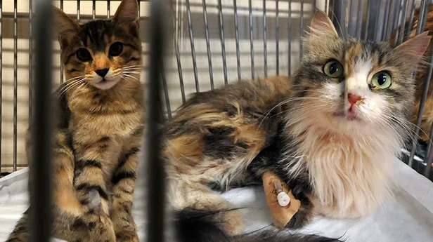 riza-bey-apartmani-enkazindan-100-saat-sonra-cikarildi-1604499329526.jpg Hayat, Nefes, Yaşam, Neşe! Rıza Bey Apartmanı enkazından 100 saat sonra çıkarıldı!-1