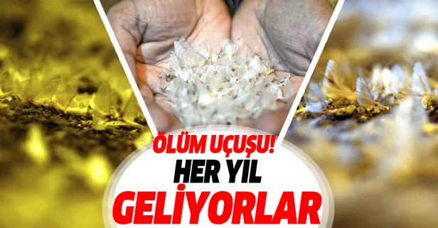 Bir günlüklerin görsel şöleni başladı