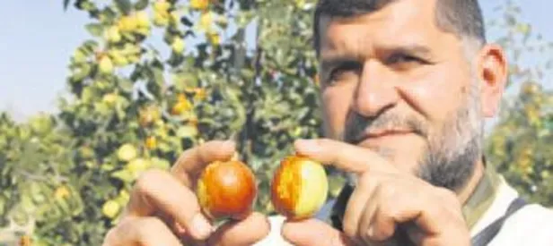 Hünnap rüyası gerçek oldu