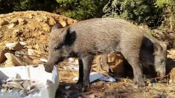 Muğla Bodrum'da korkunç olay! İlçeyi sardılar...-3
