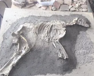 2700 yıllık köpek