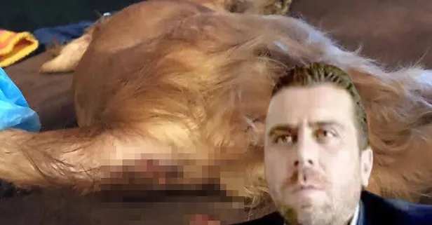 Son dakika: Köpeği istismar edip ölümüne sebep olan Volkan Uzun hakkında yakalama kararı