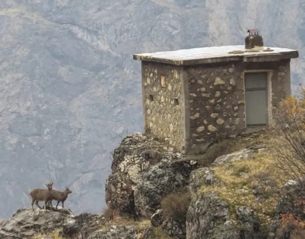 hain-tuzak-yaban-kecilerini-ceylanlari-boyle-tuzaga-dusuruyorlar-1638166507709.jpg Hain tuzak! Yaban keçilerini ceylanları böyle tuzağa düşürüyorlar-3