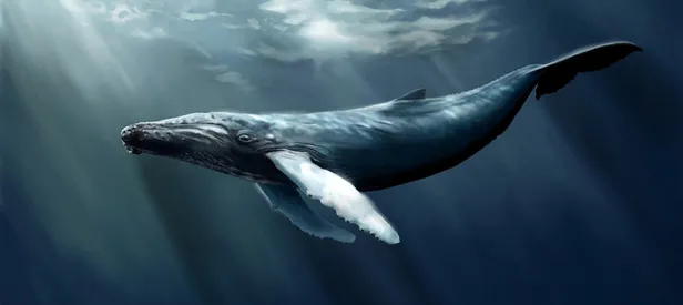 Hükümet 'mavi balina'ya karşı harekete geçti