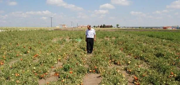 Organiği seçen yüzde 350 arttı