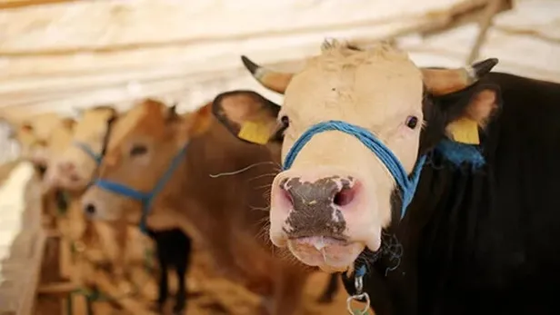 kurban-kesim-bedelleri-2023-diyanet-vekaletle-1684761993556.jpeg KURBAN KESİM BEDELLERİ 2023! Diyanet Kurbanlık fiyatları ne kadar, kaç TL oldu? Büyükbaş, küçükbaş: Koyun, keçi, sığır, kuzu...-2