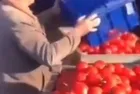 Ticaret Bakanlığı duyurdu: Kasa kasa domatesleri çöpe döken şahsa ceza!
