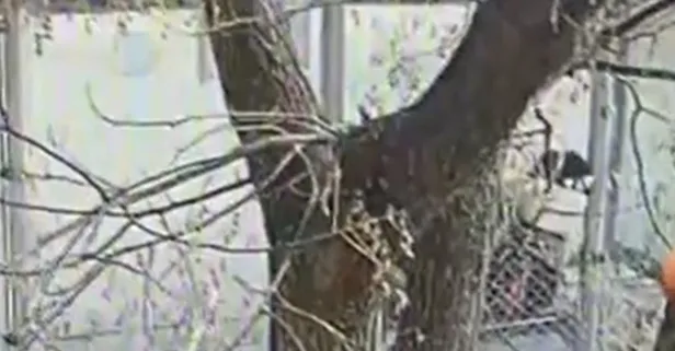 Kız öğrenciyi kalçasından bıçaklayıp böyle gasp etti! Saldırgan yakalandı