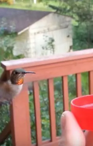 İnanılmaz anlar! Daha önce hiç kimse onlara bu kadar yaklaşamamıştı