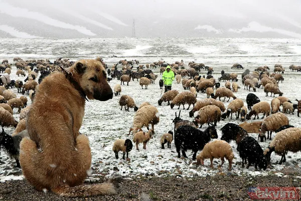 Mayıs ayının ortasında Van Bahçesaray'a 20 santimetre kalınlığında kar yağdı! Yazlık lastiği olanlar yolda kaldı besiciler zor anlar yaşadı - 9