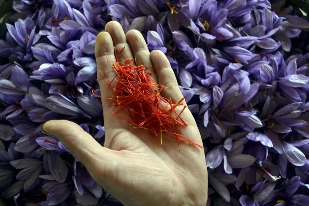 dunyanin-en-pahali-bitkisi-unvanini-kimseye-kaptirmiyor-fiyatini-duyanin-gozleri-portluyor-1692256444569.jpg Fiyatını duyan şaştı kaldı! Dünyanın en pahalı bitkisi ünvanını kimseye kaptırmıyor-5