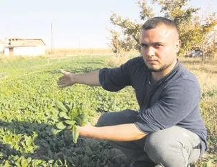 Ispanak iftira kurbanı