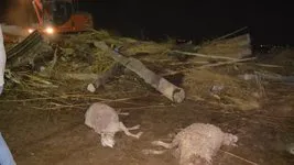 Çatı çöktü 50 hayvan öldü!