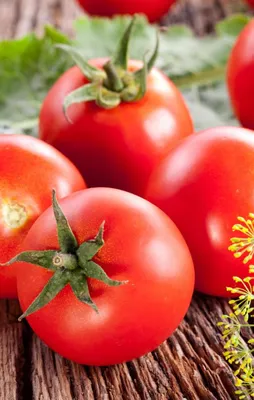 Rusya'ya domates satışında yeni gelişme