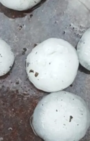 Sinop'a ceviz büyüklüğünde dolu yağdı
