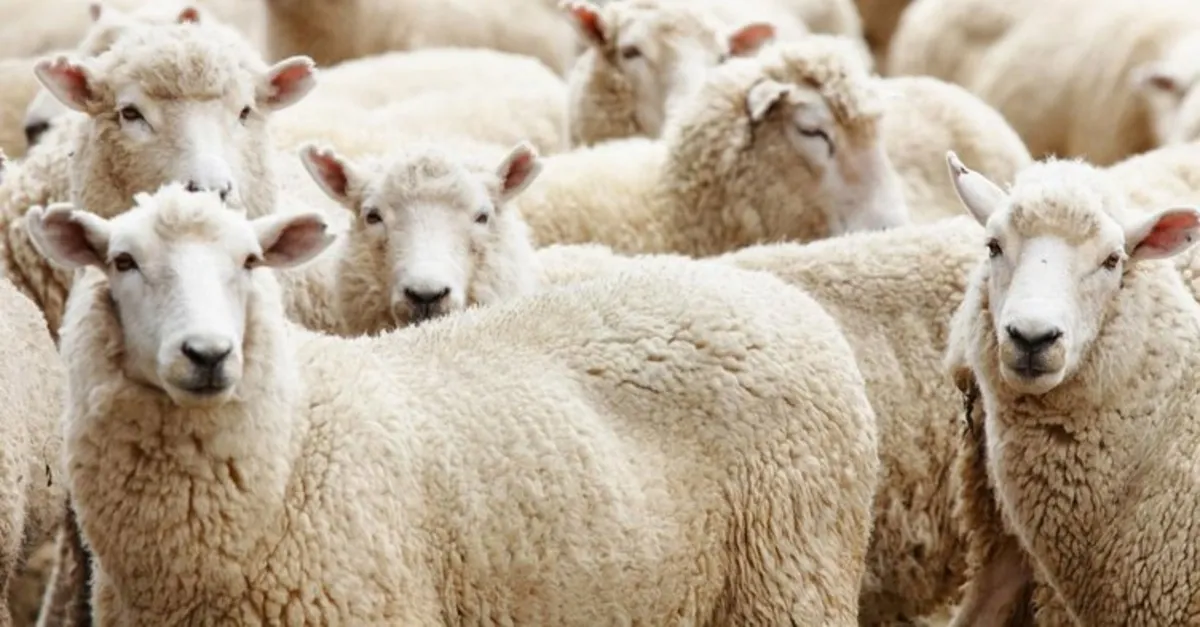 2019 kurban bayrami ne zaman hangi