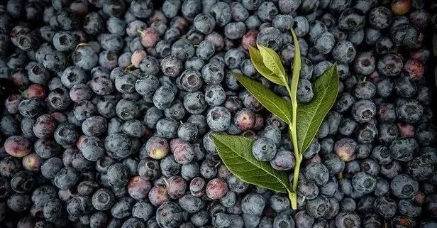 Hafızaya yaban mersini! Bunu yiyen hiçbir şeyi unutmuyor