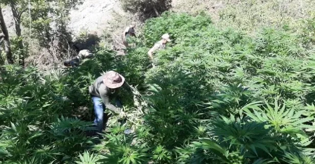 Elazığ’da 513 kök Hint keneviri ele geçirildi