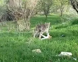 Belgeselleri aratmayan görüntü