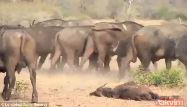 Ava giderken avlandı! Bir anda bufaloların arasında kalan aslanın zor anları (Aslan - Bufalo kavgası) - 38