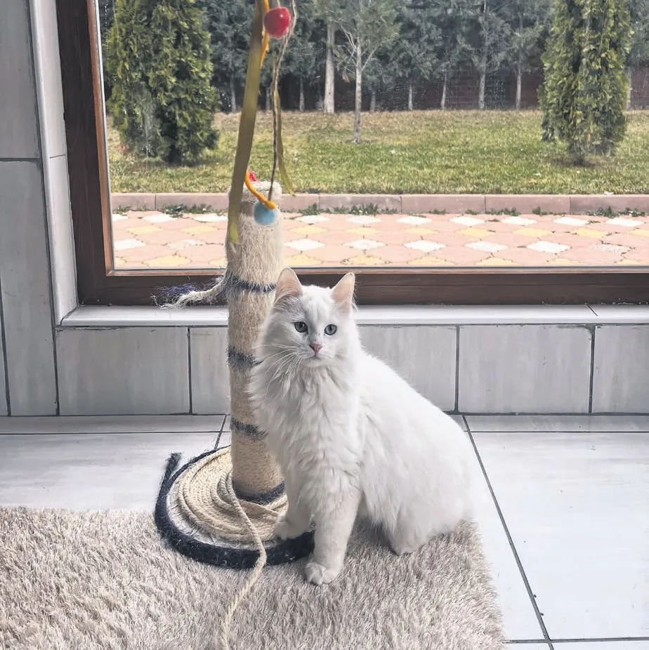 Ankara kedilerine sıcak yuva