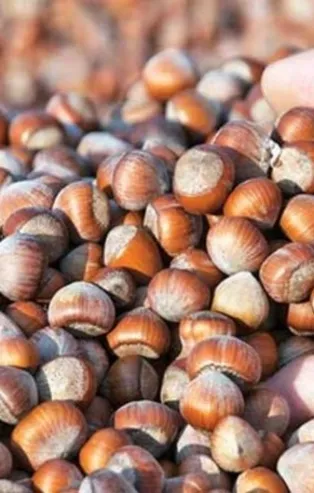 Fındık fiyatları ne kadar? TMO fındık alım fiyatları 2021 kaç TL olarak belirlendi? Son dakika açıklama…