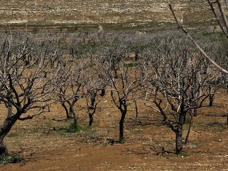 siirtte-devlet-destekli-fistik-uretimi-artti-yok-yilina-ragmen-uretici-umutlu-1776424573630.jpg Siirt’te devlet destekli fıstık üretimi arttı: “Yok yılı”na rağmen üretici umutlu-2