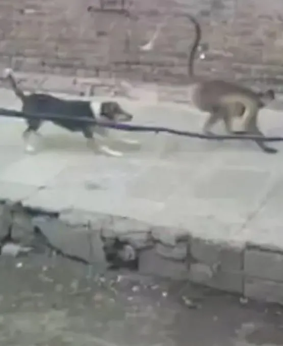 maymunlarin-intikami-agir-oldu-1-maymuna-karsi-250-kopek-yavrusu-1639867320183.jpg Maymunların intikamı ağır oldu! 1 maymuna karşı 250 köpek yavrusu...-5