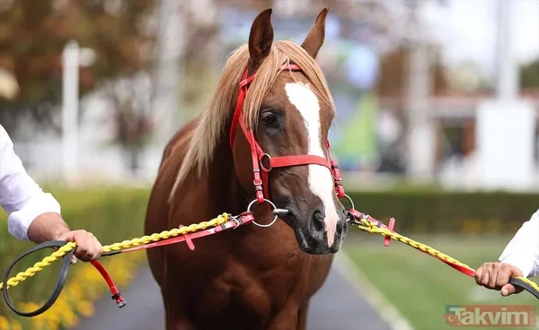 14 at toplamda 4 milyon 640 bin liraya satıldı - 6