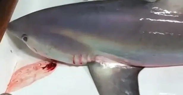 Gözlerine inanamadılar! Boğaz’da 300 kiloluk köpek balığı yakaladılar