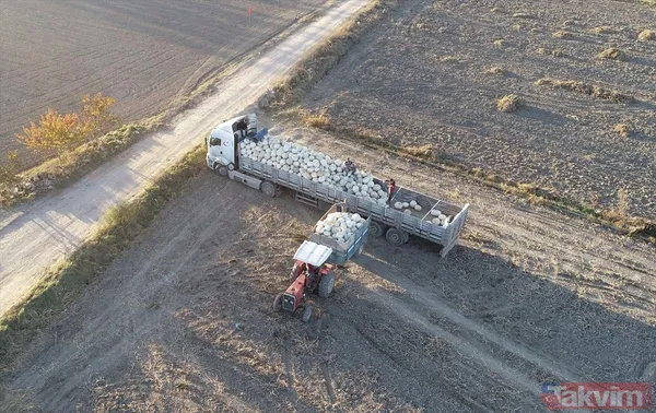100 milyon lira gelir! Afyonkarahisar'da bal kabağında 50 bin ton rekolte bekleniyor - 5