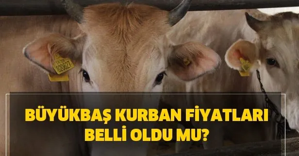 Kurbanlık dana fiyatları kaç TL? Büyükbaş fiyatları güncel