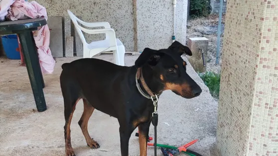 Günler sonra döndü! Tina, Korhan Berzegi arama çalışmalarına katılacak... Üzerinde durulan 2 ihtimal var!