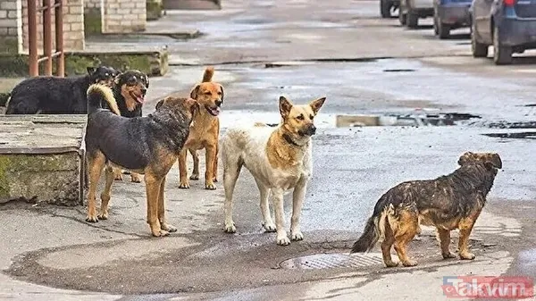 Başıboş köpekler bir aileyi yok ediyordu! Samsun Bafra'da feci kaza... Biri 5 aylık bebek 3 yaralı - 4