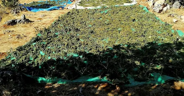 Son dakika: Yıldırım-7 Operasyonu'nda 2 ton 628 kilo esrar, 826 bin kök Hint keneviri ele geçirildi