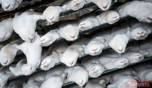 Danimarka'da çiftliklerde yetiştirilen 15-17 milyon civarındaki vizonun, yeni tip koronavirüsün (Kovid-19) hayvanlarda mutasyona uğradığının tespit edilmesi...