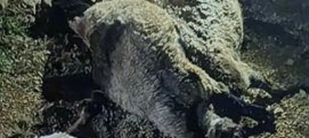 Van’da düşen yıldırım 63 koyunu telef etti