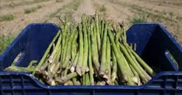 A ve C vitamini deposu kuşkonmazın faydaları nelerdir?